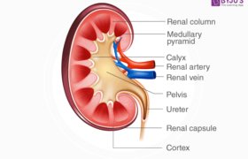 kidney-diagram