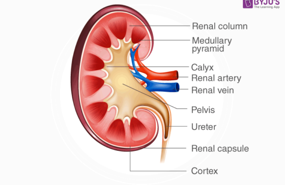 kidney-diagram